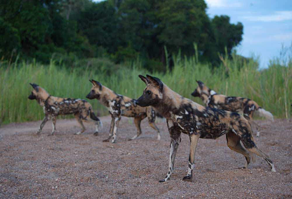 Wild Dogs Watching